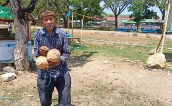 Kakek Usia 105 Tahun di Muna, Berjuang Hidup Jualan Kelapa Muda Kakek Usia 105 Tahun di Muna, Berjuang Hidup Jualan Kelapa Muda
