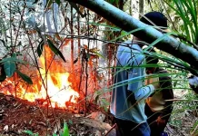 Hutan Di Konut Terbakar, Masyarakat Terancam Kehilangan Air bersih Hutan Di Konut Terbakar, Masyarakat Terancam Kehilangan Air bersih