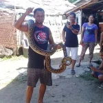Sudah Lima Ekor Ular Piton Ditemukan di Kali Laende Sudah Lima Ekor Ular Piton Ditemukan di Kali Laende