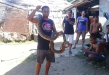 Sudah Lima Ekor Ular Piton Ditemukan di Kali Laende Sudah Lima Ekor Ular Piton Ditemukan di Kali Laende