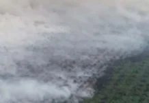 Tiga Pemilik Kebun Diinterogasi Terkait Kebakaran Lahan di Koltim Tiga Pemilik Kebun Diinterogasi Terkait Kebakaran Lahan di Koltim