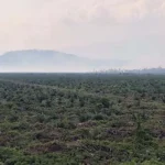 Titik Api Kebakaran Lahan PT SARI di Koltim Sudah Berkurang Titik Api Kebakaran Lahan PT SARI di Koltim Sudah Berkurang