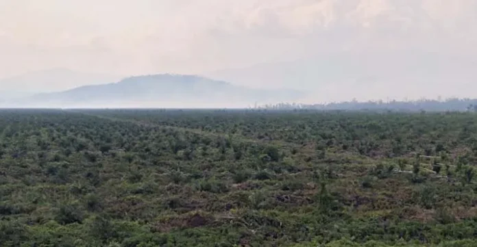 Titik Api Kebakaran Lahan PT SARI di Koltim Sudah Berkurang