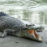 Mengenal Dua Jenis Buaya yang Banyak Hidup di Sultra Ilustrasi buaya