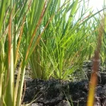 Kemarau Panjang, Hasil Panen Petani di Baubau Menurun