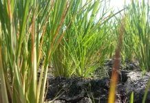 Kemarau Panjang, Hasil Panen Petani di Baubau Menurun