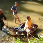 Warga Tangkap Buaya Sepanjang 5 Meter di Muna