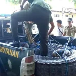 BKSDA Evakuasi Buaya yang Ditangkap Warga Muna ke Kendari BKSDA Evakuasi Buaya yang Ditangkap Warga Muna ke Kendari