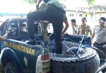 BKSDA Evakuasi Buaya yang Ditangkap Warga Muna ke Kendari BKSDA Evakuasi Buaya yang Ditangkap Warga Muna ke Kendari