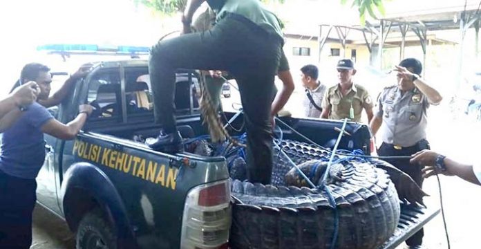 BKSDA Evakuasi Buaya yang Ditangkap Warga Muna ke Kendari