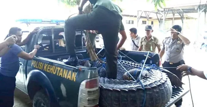 evakuasi_buayamuna BKSDA Evakuasi Buaya yang Ditangkap Warga Muna ke Kendari