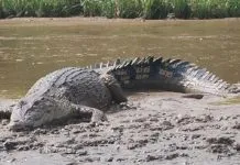 Konut Darurat Serangan Buaya, Warga Diimbau Waspada Ilustrasi buaya