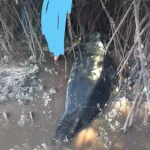 Anak Ikan Paus Terdampar di Wakatobi Anak Ikan Paus Terdampar di Wakatobi