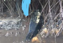 Anak Ikan Paus Terdampar di Wakatobi Anak Ikan Paus Terdampar di Wakatobi