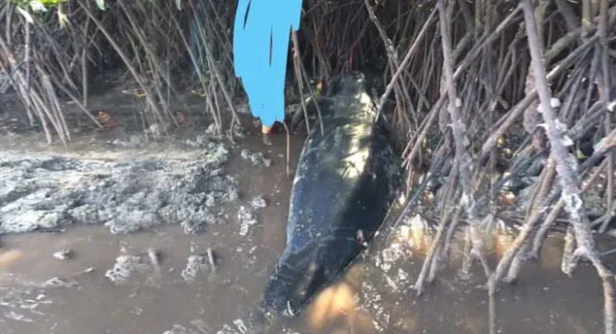 Anak Ikan Paus Terdampar di Wakatobi