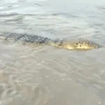 Buaya 4 Meter yang Ditangkap Warga Konut Dilepasliarkan ke Habitatnya