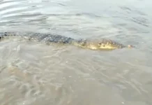 Buaya 4 Meter yang Ditangkap Warga Konut Dilepasliarkan ke Habitatnya