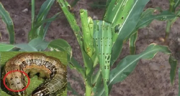 Ulat Tentara Serang Ribuan Hektar Tanaman Jagung di Bombana