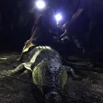 Warga Konut Tangkap Buaya Sepanjang Empat Meter Warga Konut Tangkap Buaya Sepanjang Empat Meter