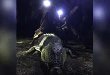 Warga Konut Tangkap Buaya Sepanjang Empat Meter Warga Konut Tangkap Buaya Sepanjang Empat Meter