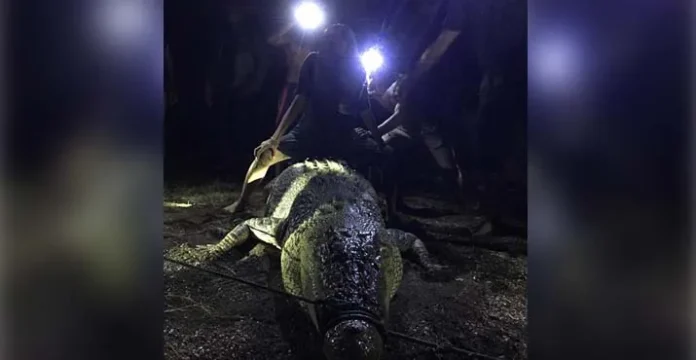 Warga Konut Tangkap Buaya Sepanjang Empat Meter