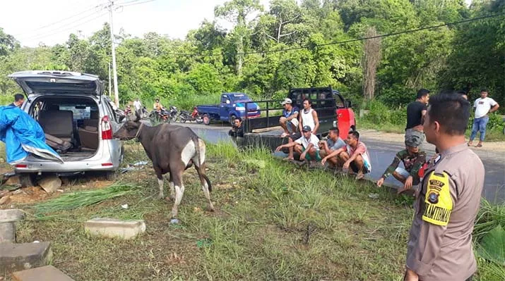 Usai Curi Sapi, Sopir Mobil Avanza Tabrak Pembatas Jalan di Ranomeeto