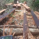 BKSDA Sultra Amankan 61 Kayu Bayam Hasil Illegal logging BKSDA Sultra Amankan 61 Kayu Bayam Hasil Illegal logging