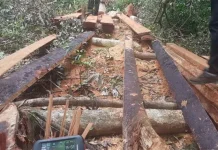 BKSDA Sultra Amankan 61 Kayu Bayam Hasil Illegal logging BKSDA Sultra Amankan 61 Kayu Bayam Hasil Illegal logging