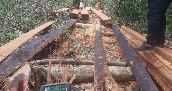 illegal logging BKSDA Sultra Amankan 61 Kayu Bayam Hasil Illegal logging