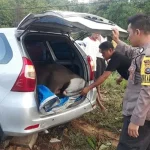 Usai Curi Sapi, Sopir Mobil Daihatsu Tabrak Pembatas Jalan di Ranomeeto Usai Curi Sapi, Sopir Mobil Avanza Tabrak Pembatas Jalan di Ranomeeto
