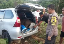 Usai Curi Sapi, Sopir Mobil Daihatsu Tabrak Pembatas Jalan di Ranomeeto Usai Curi Sapi, Sopir Mobil Avanza Tabrak Pembatas Jalan di Ranomeeto