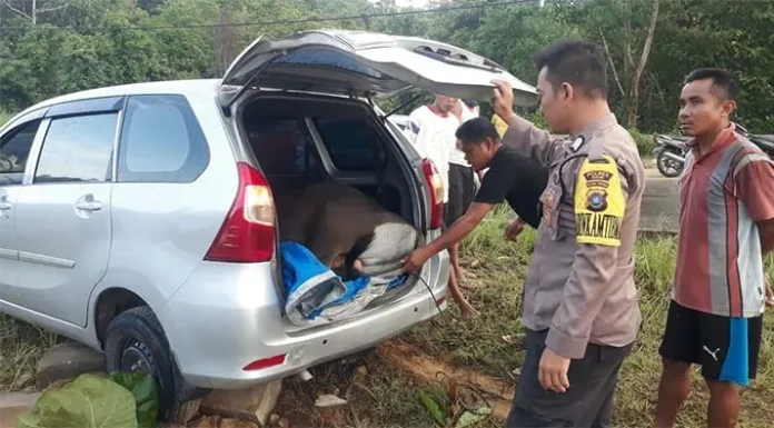 Usai Curi Sapi, Sopir Mobil Avanza Tabrak Pembatas Jalan di Ranomeeto