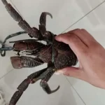 SKIPM Baubau Gagalkan Penyelundupan 17 Ekor Ketam Kenari