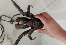 SKIPM Baubau Gagalkan Penyelundupan 17 Ekor Ketam Kenari