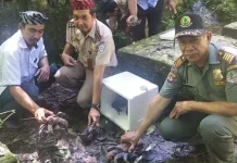 17 Ekor Kepiting Kelapa yang Gagal Diselundupkan Dilepasliarkan di Tirta Rimba 17 Ekor Kepiting Kelapa yang Gagal Diselundupkan Dilepasliarkan di Tirta Rimba