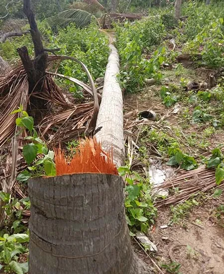 Cerita Warga Bombana Pertahankan Tanahnya dari Perampasan Pengusaha Cina