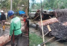 Pohon Tumbang di Konsel Timpa Warung Hingga Kabel PLN Pohon Tumbang di Konsel Timpa Warung Hingga Kabel PLN