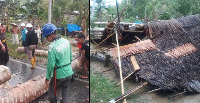 Pohon Tumbang di Konsel Timpa Warung Hingga Kabel PLN