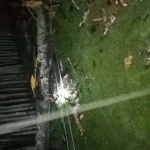 Banyak Pohon Tumbang Sebabkan Listrik Padam di Muna dan Mubar Banyak Pohon Tumbang Sebabkan Listrik Padam di Muna dan Mubar