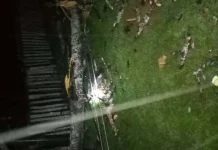 Banyak Pohon Tumbang Sebabkan Listrik Padam di Muna dan Mubar Banyak Pohon Tumbang Sebabkan Listrik Padam di Muna dan Mubar