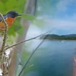 Sepuluh Spesies Baru Burung Penyanyi Ditemukan di Pulau Terpencil Indonesia Sepuluh Spesies Baru Burung Penyanyi Ditemukan di Pulau Terpencil Indonesia