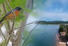 Sepuluh Spesies Baru Burung Penyanyi Ditemukan di Pulau Terpencil Indonesia Sepuluh Spesies Baru Burung Penyanyi Ditemukan di Pulau Terpencil Indonesia