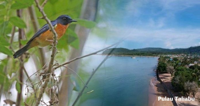 Sepuluh Spesies Baru Burung Penyanyi Ditemukan di Pulau Terpencil Indonesia