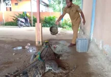 Kaget, Nyari Ikan Warga Konut Malah Dapat Buaya Kaget, Nyari Ikan Warga Konut Malah Dapat Buaya