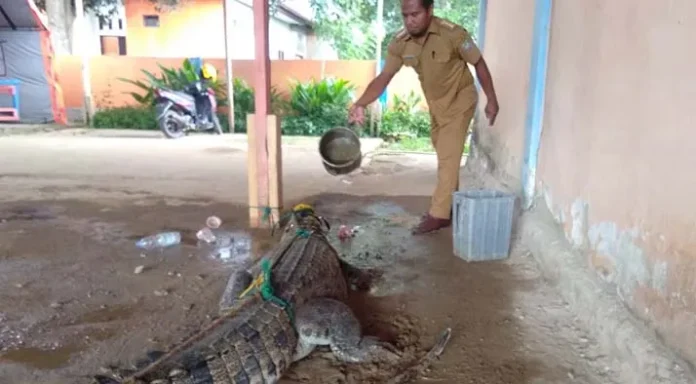 Kaget, Nyari Ikan Warga Konut Malah Dapat Buaya
