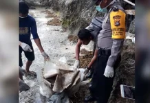 Warga Busel Digemparkan Penemuan Tulang Manusia Tanpa Kepala Warga Busel Digemparkan Penemuan Tulang Manusia Tanpa Kepala