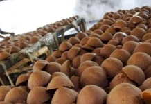 Pemda Bombana Target Bangun Sentra Gula Aren Terpadu di Kabaena Pemda Bombana Target Bangun Sentra Gula Aren Terpadu di Kabaena