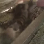 Penemuan Kerangka Manusia di Kebun Hebohkan Warga Tinuna Kolut Penemuan Kerangka Manusia Hebohkan Warga Kolut