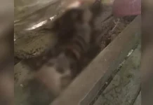 Penemuan Kerangka Manusia di Kebun Hebohkan Warga Tinuna Kolut Penemuan Kerangka Manusia Hebohkan Warga Kolut