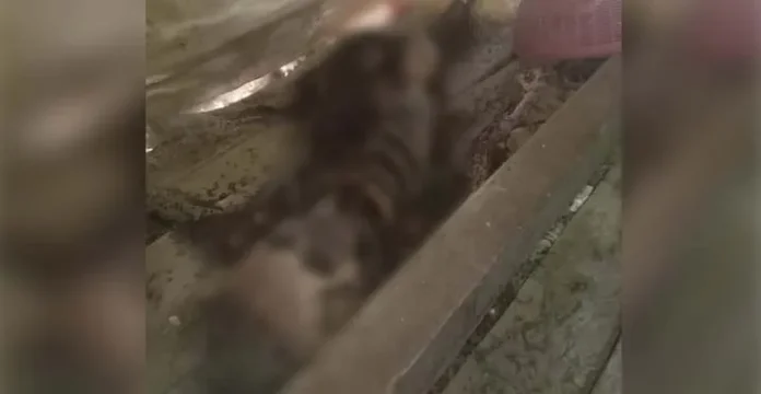 Penemuan Kerangka Manusia Hebohkan Warga Kolut